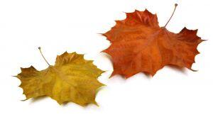 2 autumn leaves beside each other