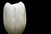 tulip with black background