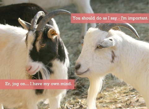One goat trying to tell the other what to do