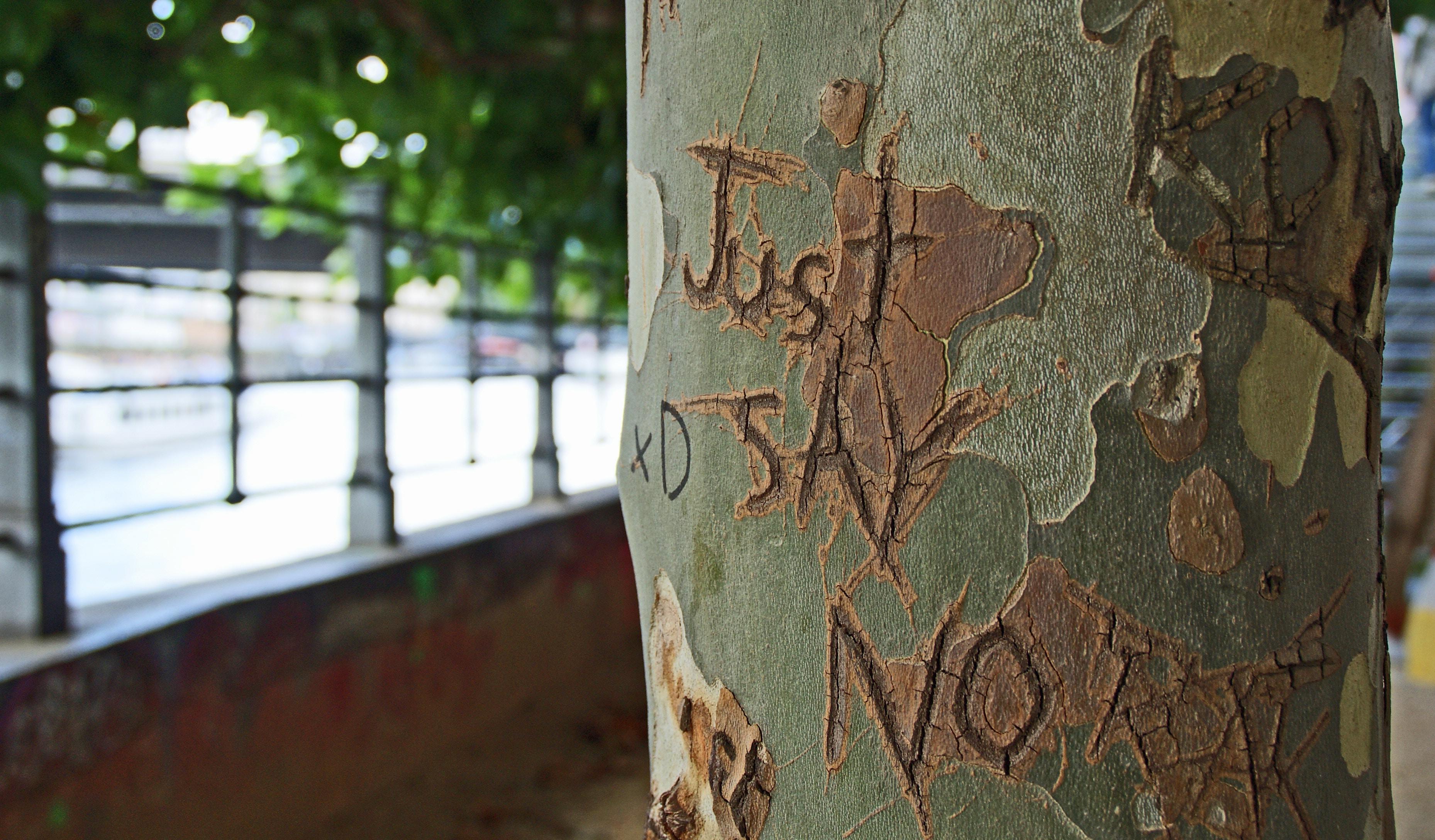 Tree with 'just say no' carved into it. Photo by Andy Tootell on Unsplash